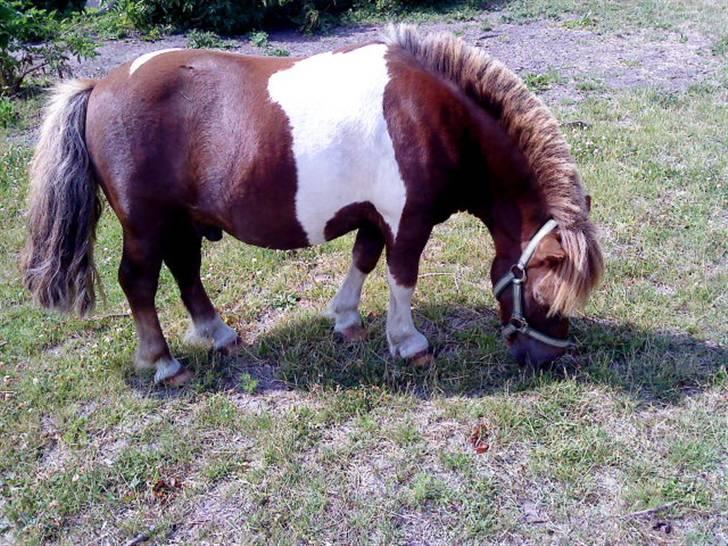 Shetlænder ..¤Totto¤.. *solgt* :'( - uhh han er bare smuk <3 billede 17