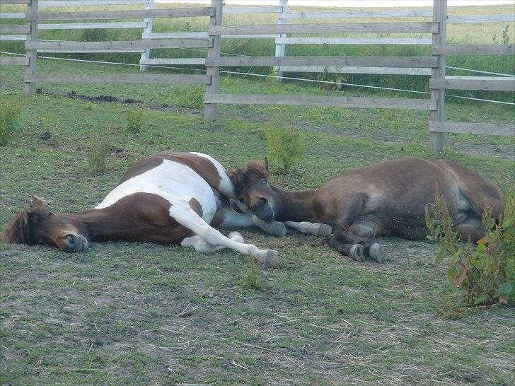 Islænder Mosedalens Kríla billede 17