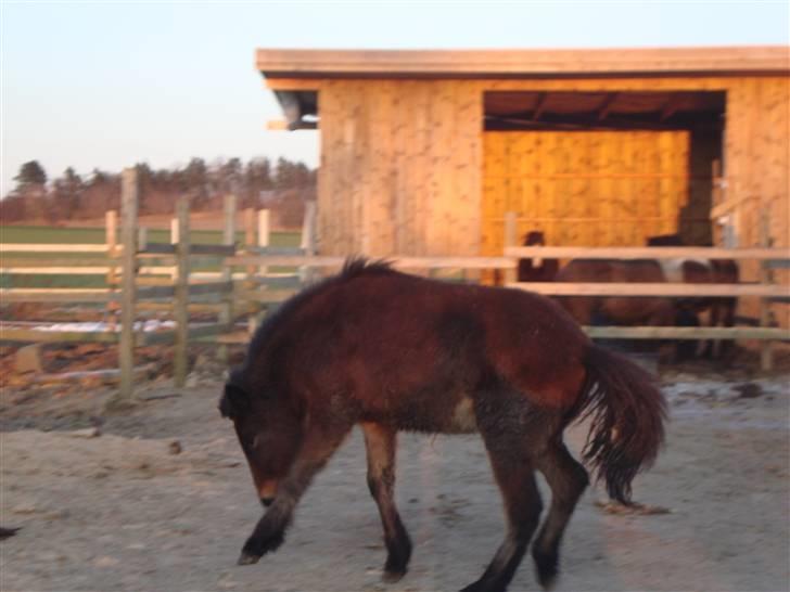 Islænder Mosedalens Kríla billede 18