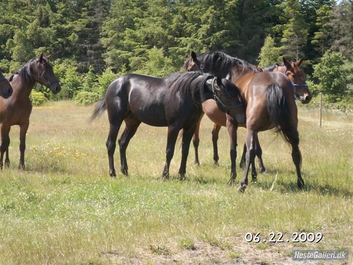 Traver Made Unbeateble - HINGST. - igen?i; billede 6