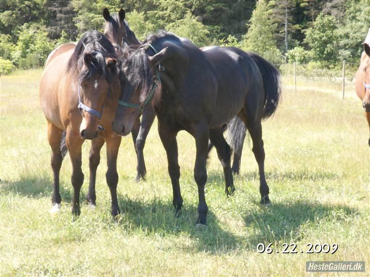 Traver Made Unbeateble - HINGST. - hun er da hot, made?i; billede 7