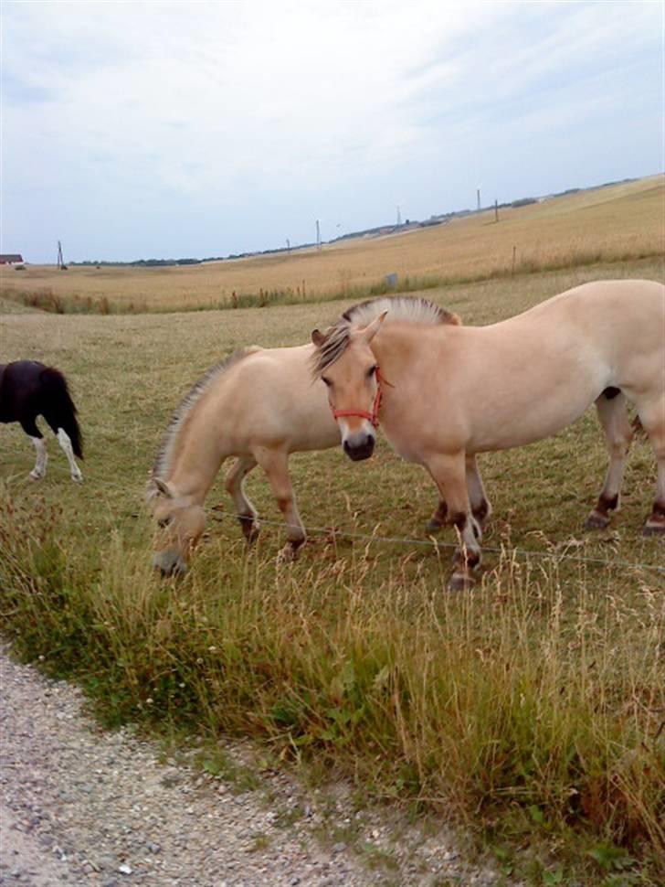 Fjordhest Musse - På marken:) Den sorte er pyrus, fjordhesten der græsser er Flica og den anden er Musse:)<3 billede 8