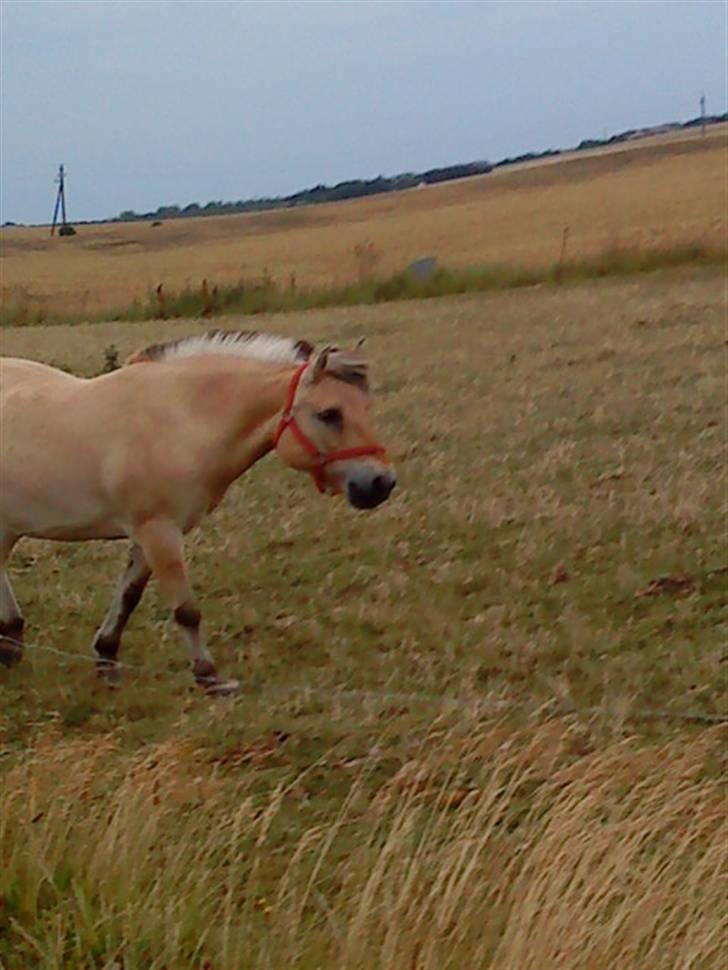 Fjordhest Musse - Musse på marken:) (hun går efter hendes gamle ven Oliver, som rider på vejen) billede 9