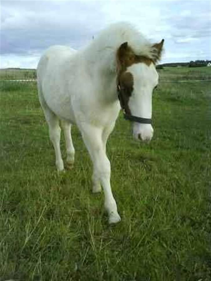 Anden særlig race Baunegårdens Mickey SOLGT billede 3