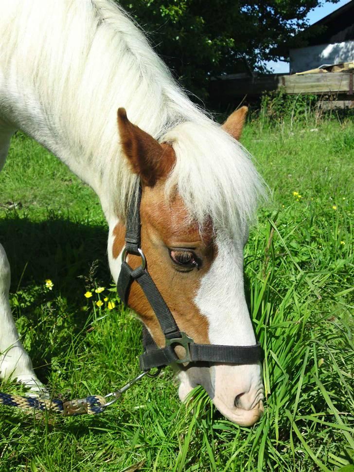 Anden særlig race Baunegårdens Mickey SOLGT billede 6
