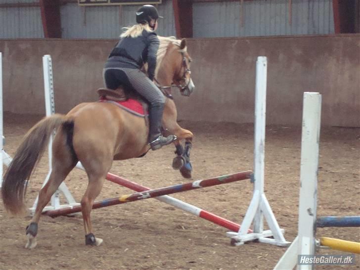 Haflinger /New Forest Kebbe - Når enden er god er alting godt(; billede 7
