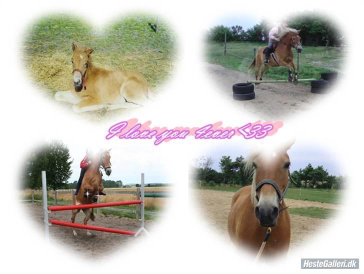 Haflinger /New Forest Kebbe - Elsker mixede billeder<33 billede 8