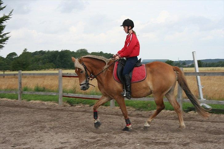 Haflinger /New Forest Kebbe - Dressur ;-) billede 9