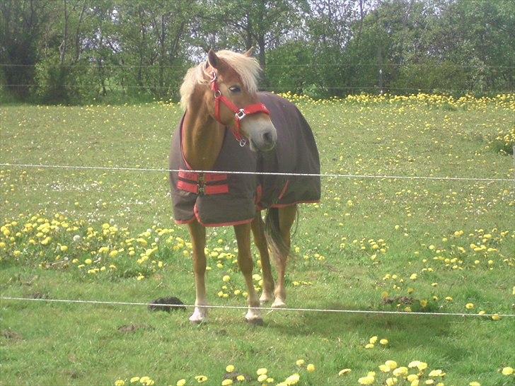 Haflinger /New Forest Kebbe - Keebe på folden :) billede 10