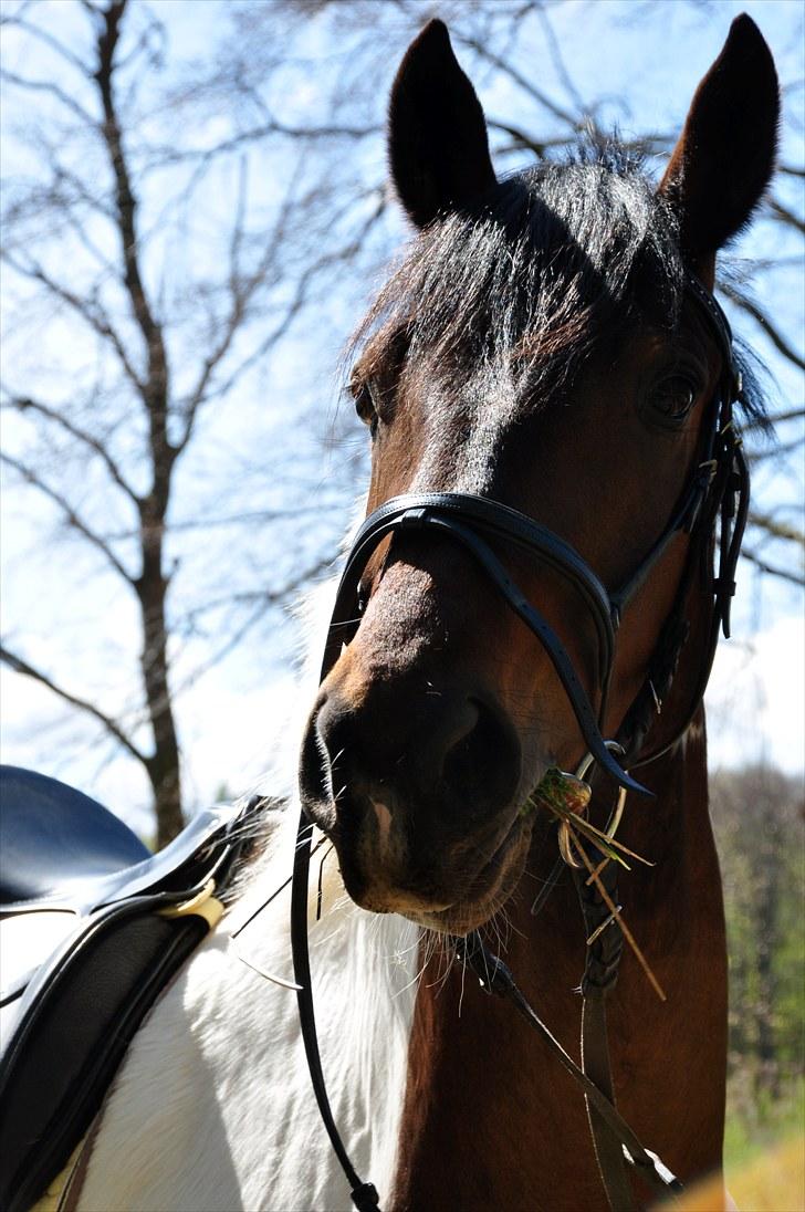 Pinto Lundhøjgårds Intermezzo - Mezzo til picnic i skoven (:  billede 20