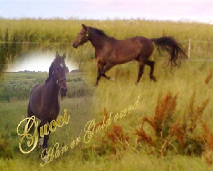 Traver Gucci <3 [SOLGT:'(] - Velkommen til Guccis side:D billede 1