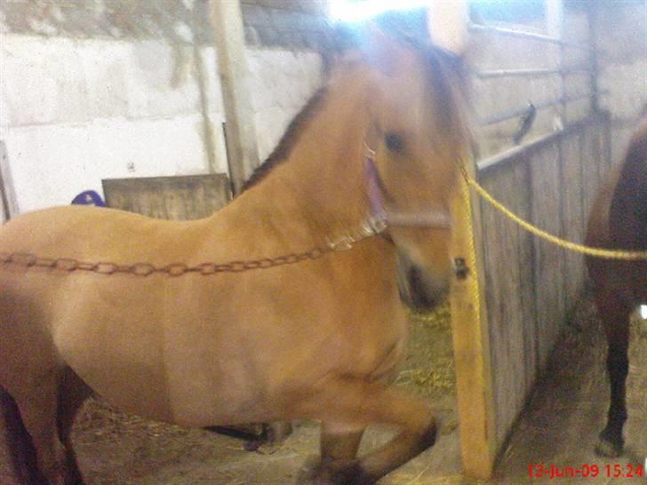 Anden særlig race ribena billede 18