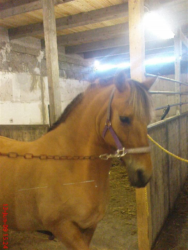 Anden særlig race ribena billede 19