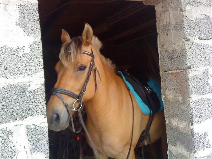 Anden særlig race ribena billede 20