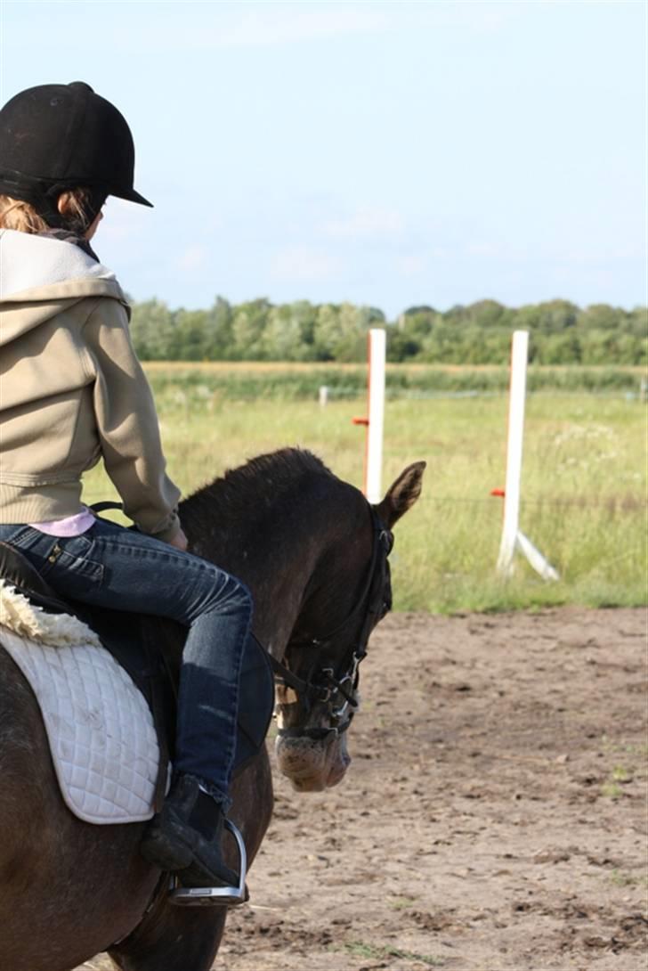 Knabstrupper Roosgårdens Frønse *redet billede 15