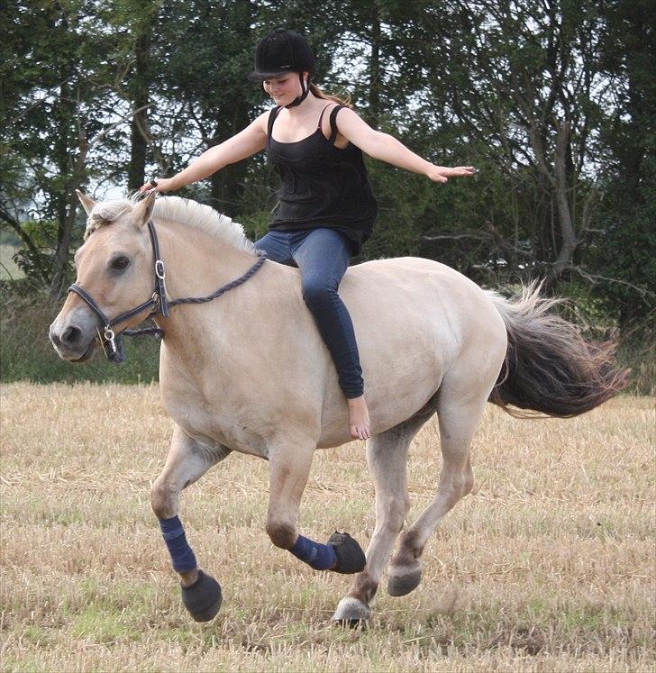 Fjordhest | Ellegaards Tjørn - VELKOMMEN! den skønne pony & mig . sofie-foto billede 1