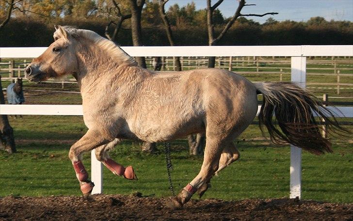 Fjordhest | Ellegaards Tjørn - Den dejlige pony :-) se hvor glad han er! billede 3