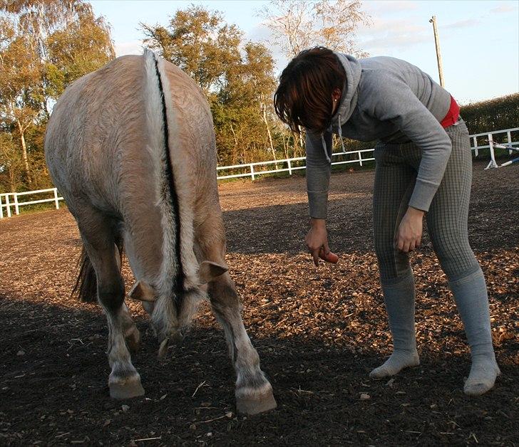 Fjordhest | Ellegaards Tjørn - SA-foto... savner ham ubeskriveligt meget :-( jeg nejer, han nejer - vi er som et! billede 8