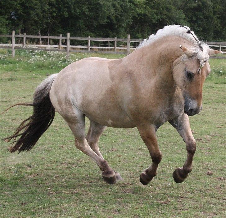 Fjordhest | Ellegaards Tjørn - SA-foto samling på fold :D billede 11