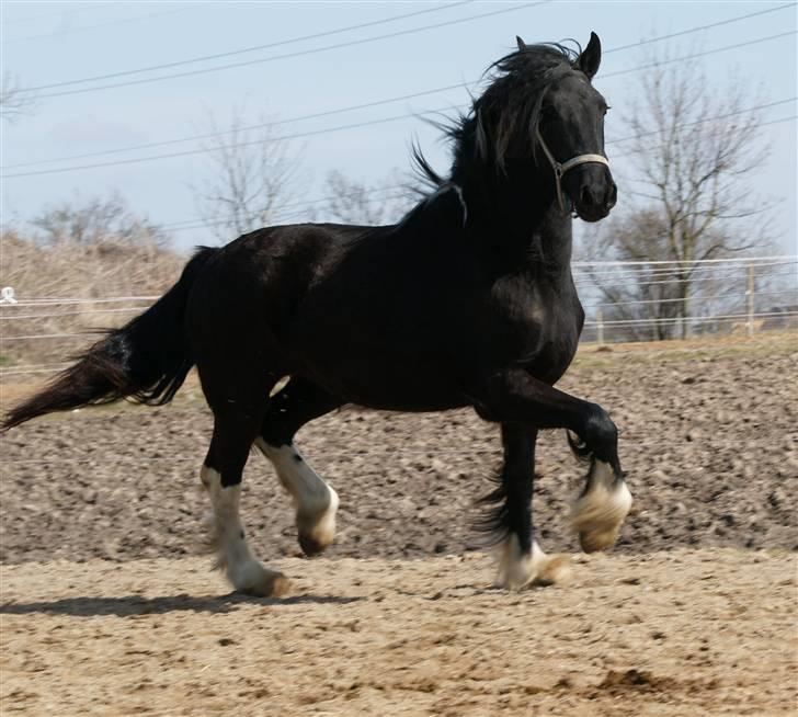 Barockpinto Afrodite - Solgt - Luk os nu ind, det er hundekoldt. :o) billede 5