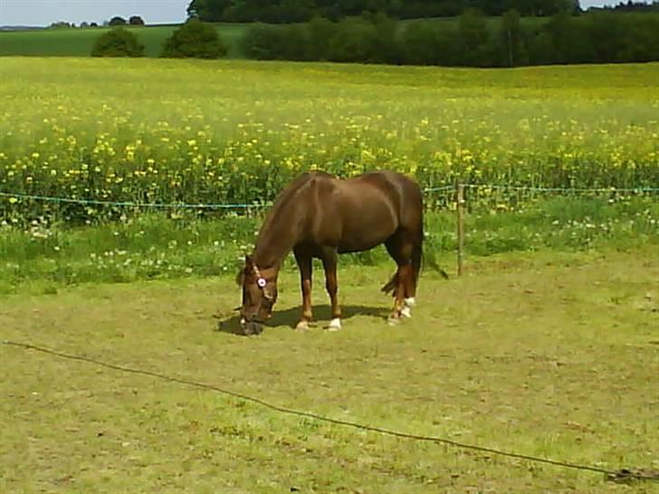 New Forest sasha - Den bedste <3 billede 2