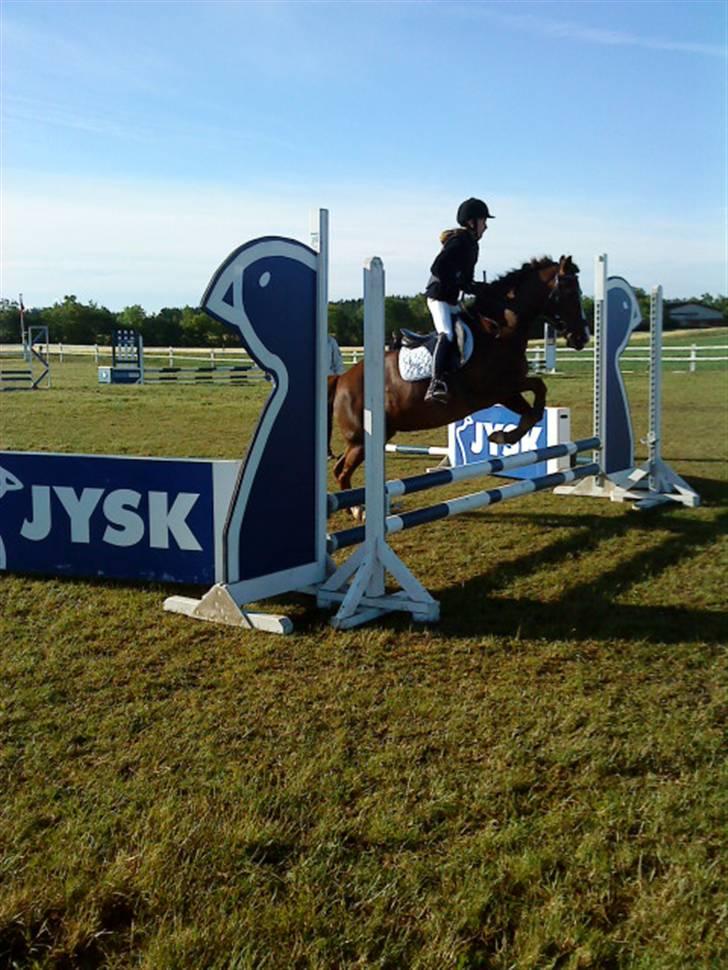 New Forest sasha - Vores første spring stævne <3 billede 3