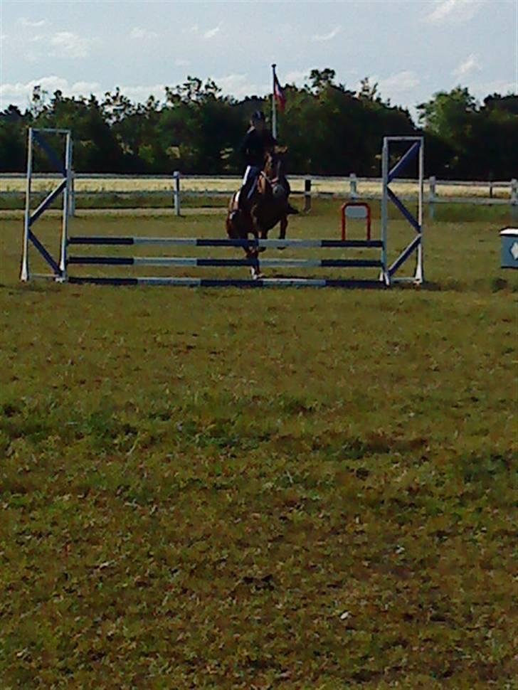 New Forest sasha - Vores første spring stævne <3 billede 4