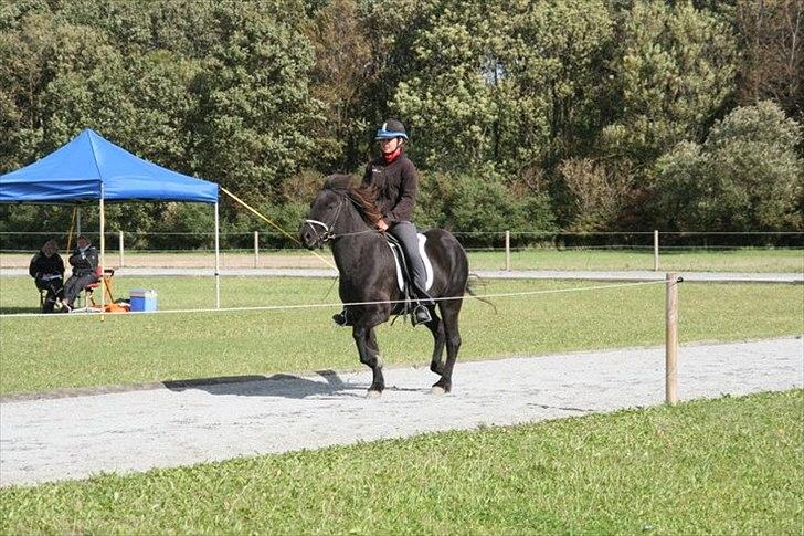 Islænder Raun fra Lille Nørregård solgt  - #1.nyt  velkommer til Raun profil blössi stævne 2010 billede 1