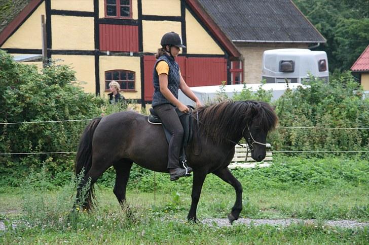 Islænder Raun fra Lille Nørregård solgt  - #2. nyt billede 2