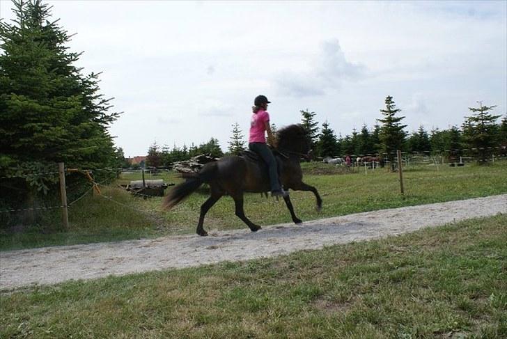 Islænder Raun fra Lille Nørregård solgt  - #3. nyt billede 3