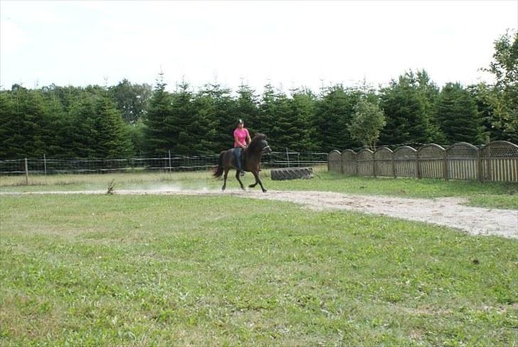 Islænder Raun fra Lille Nørregård solgt  - #4. nyt billede 4