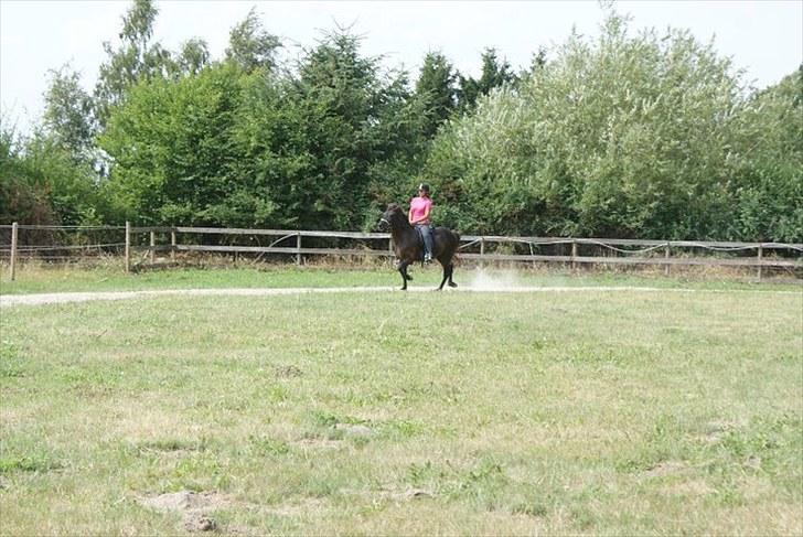 Islænder Raun fra Lille Nørregård solgt  - #5. nyt billede 5