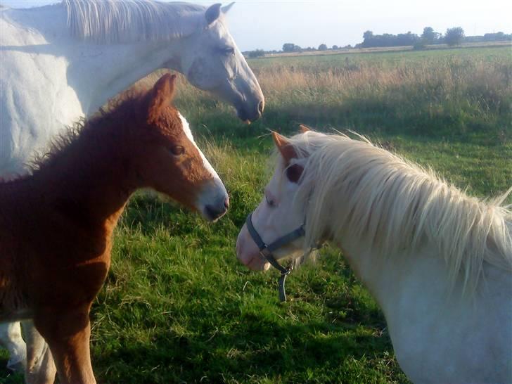 Anden særlig race Mickey Blue Eyes  - Mickey med Jamaica ... :´) <3  *foto:janine* billede 10