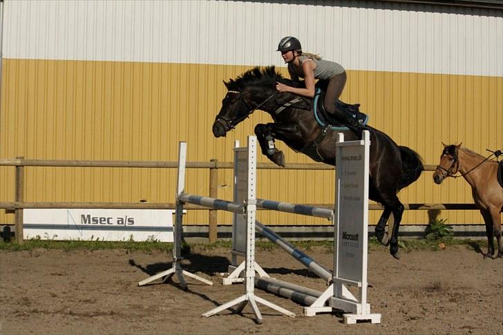 Welsh Partbred (Sec F) Viktor - Solgt :'( - Viggo over oxe, der er 105 bred & høj. Her ligger han godt 40 cm over. Han havde et kæmpetalent.. billede 19