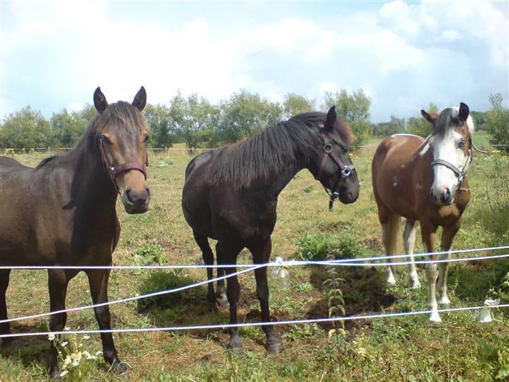 New Forest diva " SOLGT " billede 6