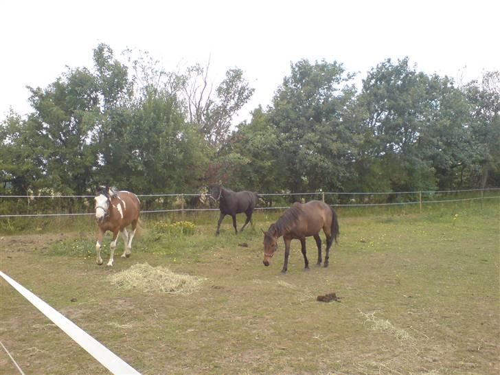 New Forest diva " SOLGT " billede 7