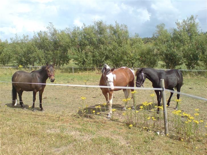 New Forest diva " SOLGT " billede 8