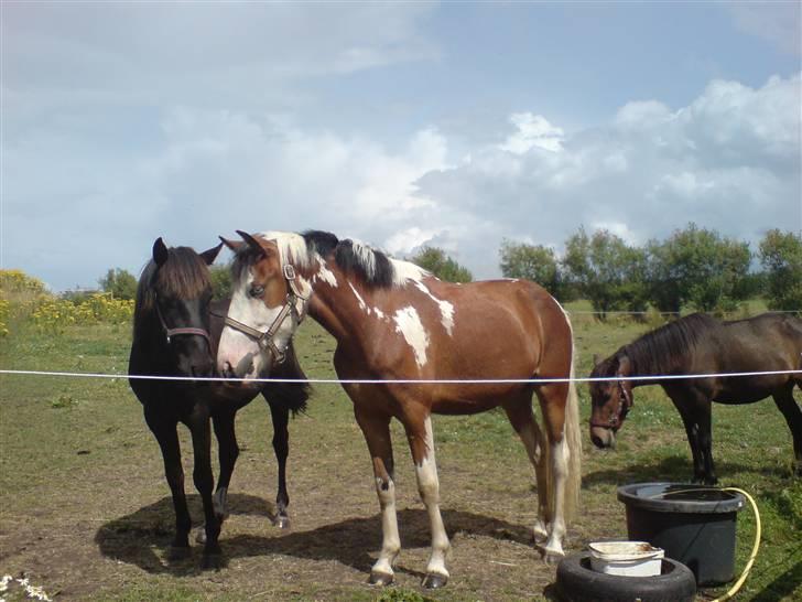 New Forest diva " SOLGT " - øv bøv,  gucci har fået en ny kæreste....  billede 9