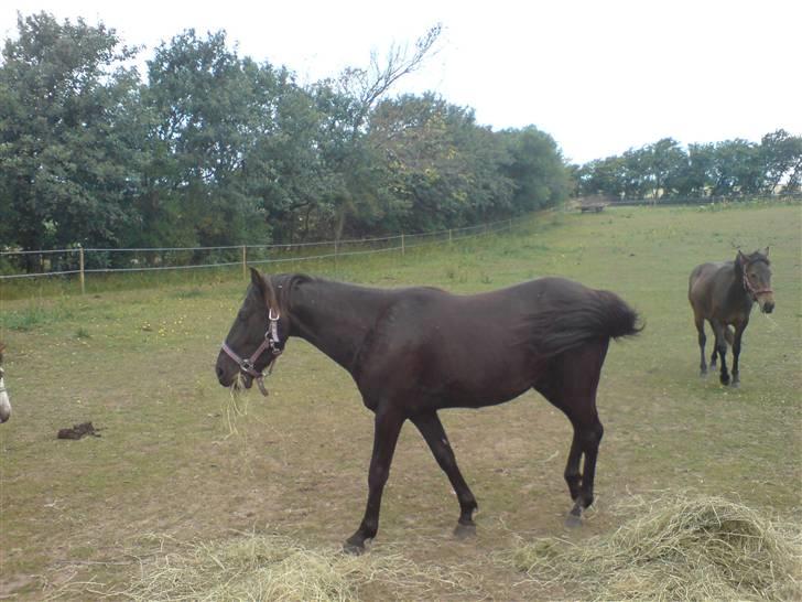 New Forest gucci " SOLGT " billede 10