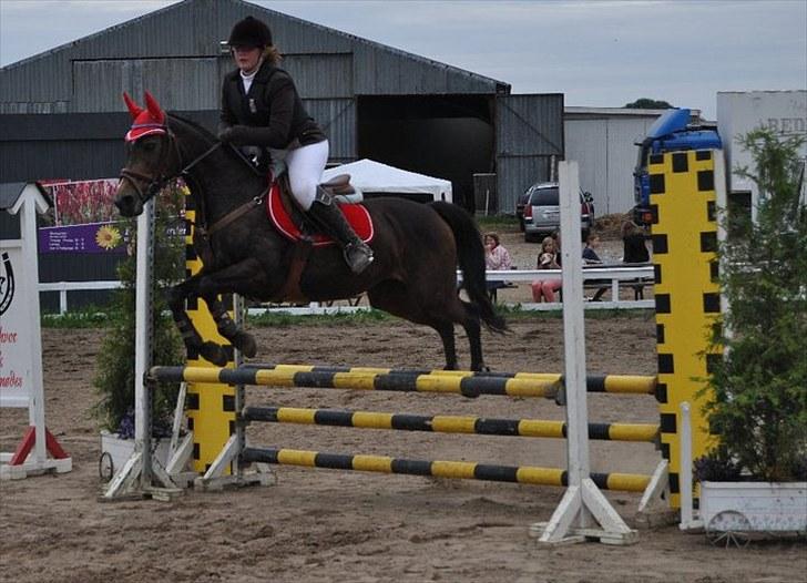 Welsh Cob (sec D) Hamrik's Brandy R.I.P - LB..<3 billede 2