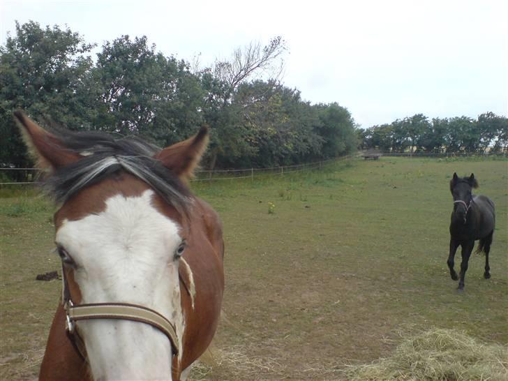 New Forest gucci " SOLGT " billede 11