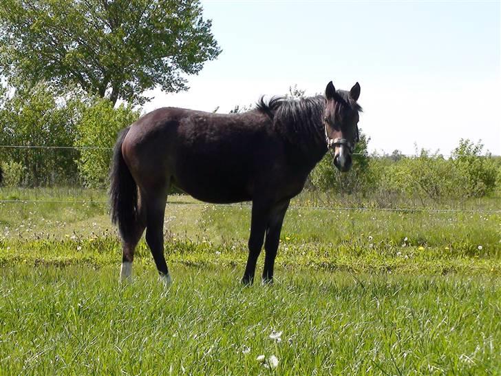 DSP Caspara´s April - sommer 09 billede 11