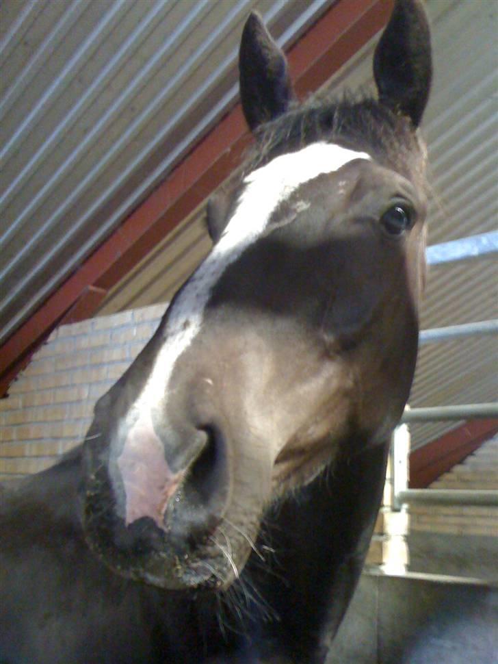 Dansk Varmblod Hejbøls Chanto DV 246 billede 1