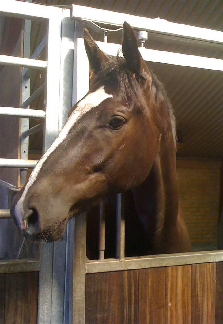 Dansk Varmblod Hejbøls Chanto DV 246 - Smuksak billede 2