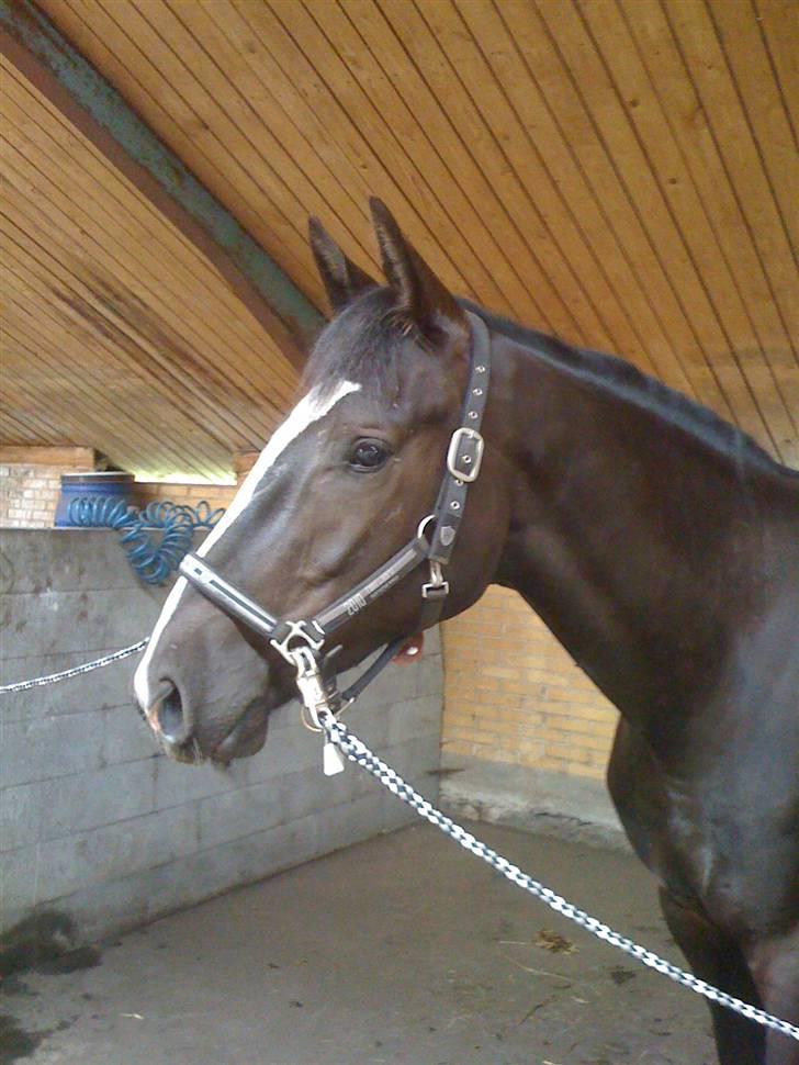 Dansk Varmblod Hejbøls Chanto DV 246 billede 3