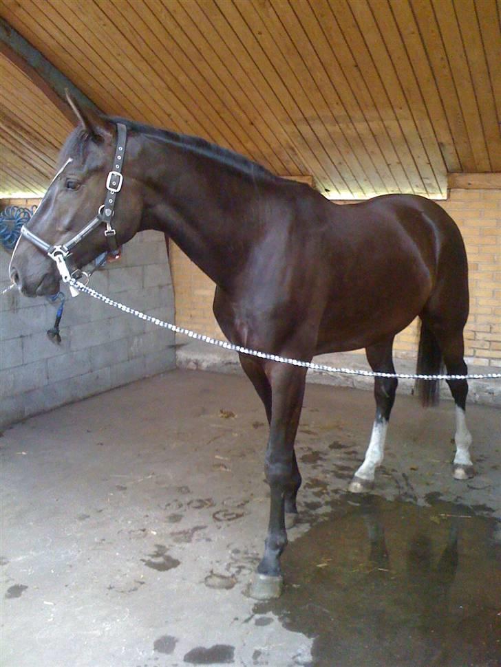 Dansk Varmblod Hejbøls Chanto DV 246 billede 4