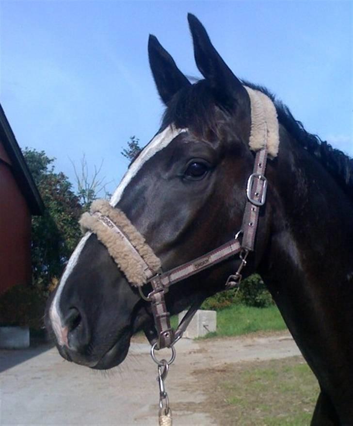 Dansk Varmblod Hejbøls Chanto DV 246 - Ude og kigge på verden :o) billede 5