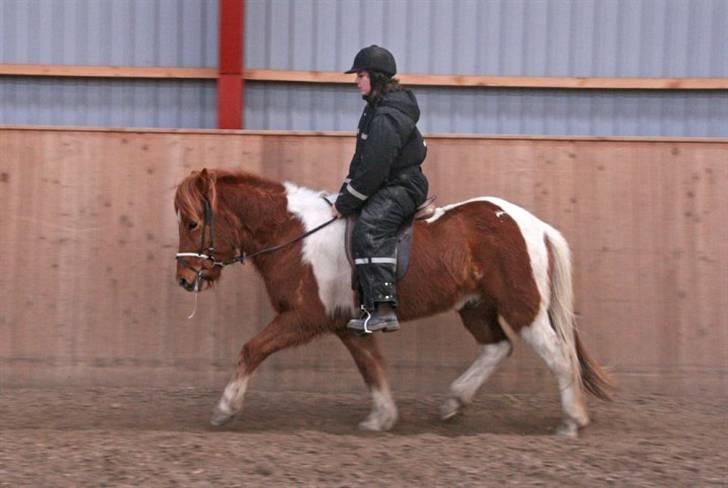 Islænder Logi fra Hårbølle solgt  - #1 nyt. Velkommer til Logi profil Gry og Logi i trav i ridehuset billede 1