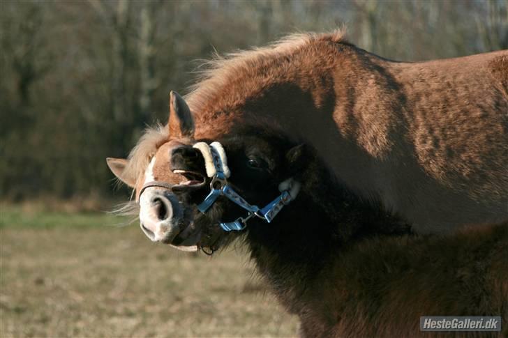 Shetlænder Max - mig og Jade :) billede 16