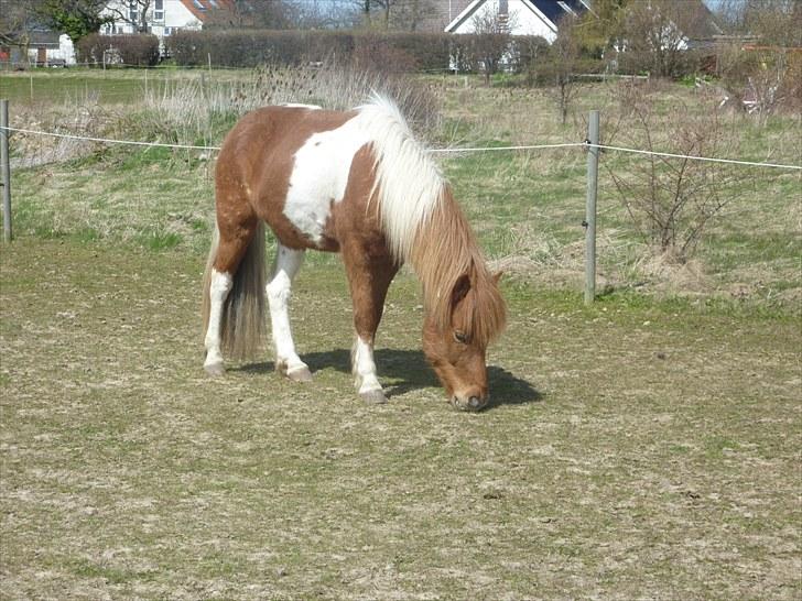 Islænder Logi fra Hårbølle solgt  - #2 nyt. smukke Logi billede 2
